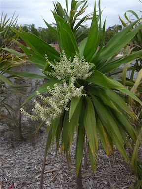 APII jpeg image of Cordyline obtecta  © contact APII