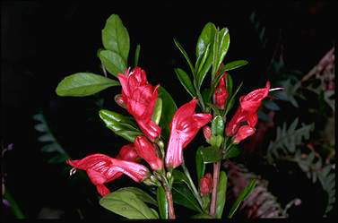 APII jpeg image of Graptophyllum excelsum  © contact APII