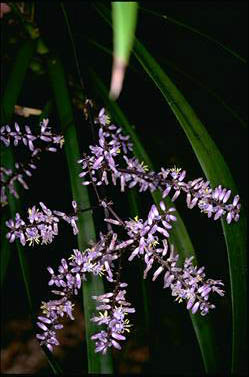 APII jpeg image of Cordyline stricta  © contact APII