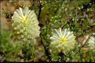 Ptilotus macrocephalus - click for larger image