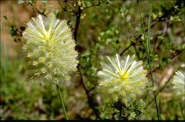 APII jpeg image of Ptilotus macrocephalus  © contact APII