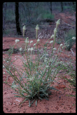 APII jpeg image of Ptilotus polystachyus  © contact APII