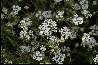 APII jpeg image of Platysace linearifolia  © contact APII