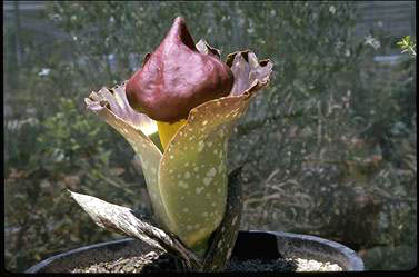 APII jpeg image of Amorphophallus paeoniifolius  © contact APII