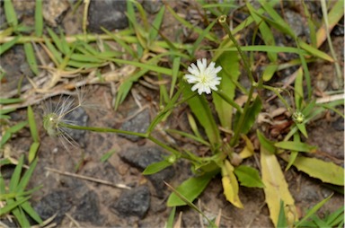 APII jpeg image of Hypochaeris albiflora  © contact APII