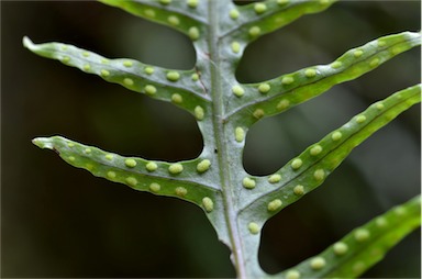 APII jpeg image of Microsorum scandens  © contact APII