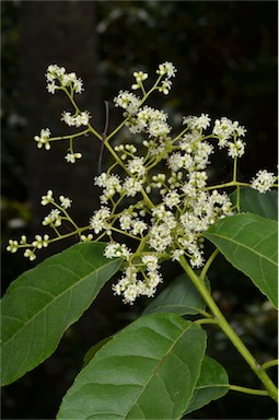 APII jpeg image of Ehretia acuminata var. acuminata  © contact APII