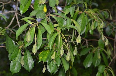 APII jpeg image of Hymenosporum flavum  © contact APII