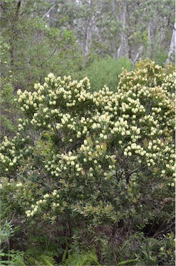 APII jpeg image of Callistemon pallidus  © contact APII