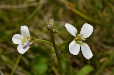 APII jpeg image of Cardamine astoniae  © contact APII