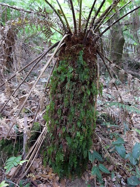 APII jpeg image of Hymenophyllum flabellatum  © contact APII