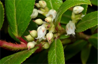 APII jpeg image of Gaultheria appressa  © contact APII