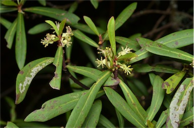 APII jpeg image of Tasmannia glaucifolia  © contact APII