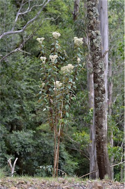 APII jpeg image of Olearia covenyi  © contact APII