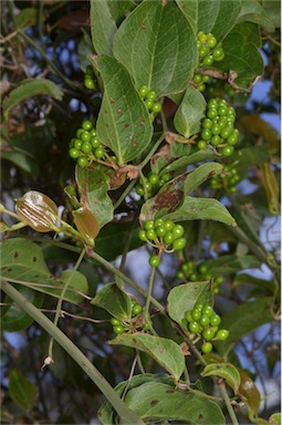 APII jpeg image of Smilax australis  © contact APII