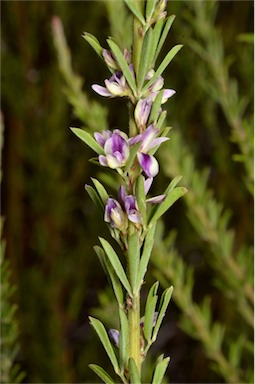 APII jpeg image of Lespedeza juncea subsp. sericea  © contact APII