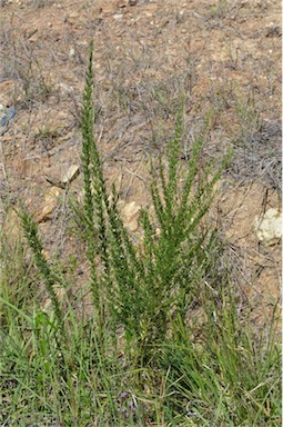 APII jpeg image of Lespedeza juncea subsp. sericea  © contact APII