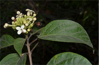 APII jpeg image of Clerodendrum floribundum var. attenuatum  © contact APII