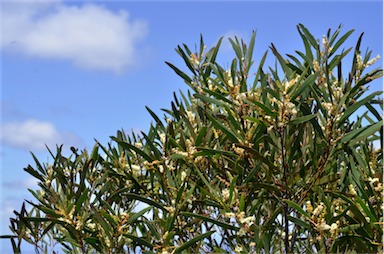 APII jpeg image of Acacia obtusifolia  © contact APII