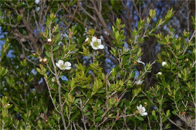 APII jpeg image of Leptospermum variabile  © contact APII