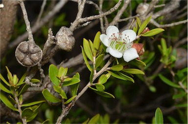 APII jpeg image of Leptospermum variabile  © contact APII