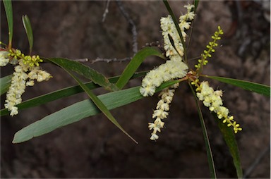 APII jpeg image of Acacia obtusifolia  © contact APII