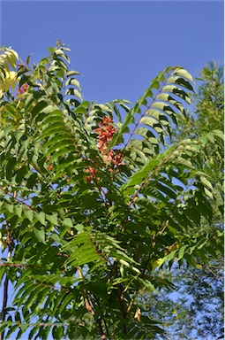 APII jpeg image of Ailanthus altissima  © contact APII