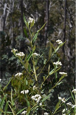 APII jpeg image of Ozothamnus stirlingii  © contact APII