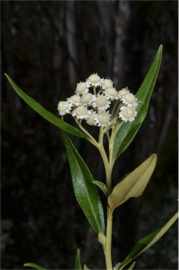 APII jpeg image of Ozothamnus stirlingii  © contact APII