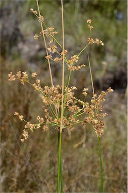 APII jpeg image of Juncus vaginatus  © contact APII