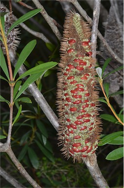 APII jpeg image of Banksia paludosa  © contact APII