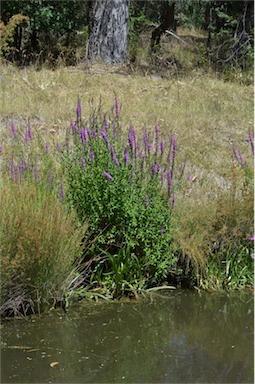 APII jpeg image of Lythrum salicaria  © contact APII