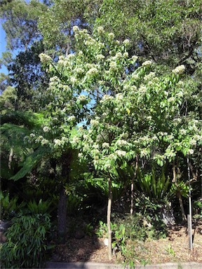 APII jpeg image of Clerodendrum floribundum var. attenuatum  © contact APII