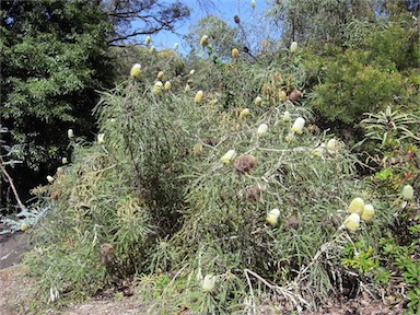 APII jpeg image of Banksia speciosa  © contact APII