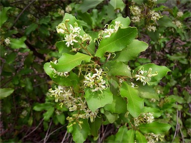 APII jpeg image of Lomatia arborescens  © contact APII