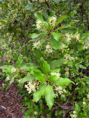 APII jpeg image of Lomatia arborescens  © contact APII