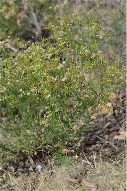 APII jpeg image of Senecio bathurstianus  © contact APII