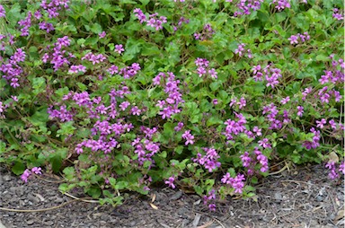 APII jpeg image of Pelargonium rodneyanum  © contact APII