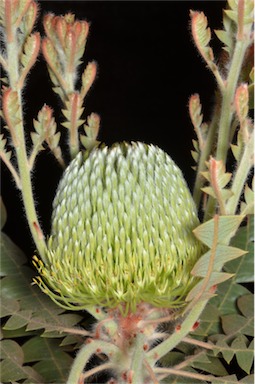 APII jpeg image of Banksia baxteri  © contact APII