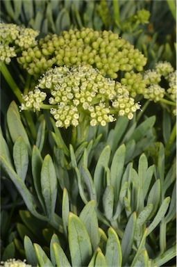 APII jpeg image of Crithmum maritimum  © contact APII