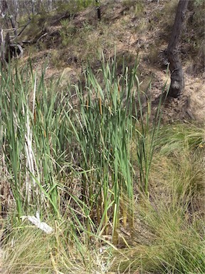 APII jpeg image of Typha orientalis  © contact APII