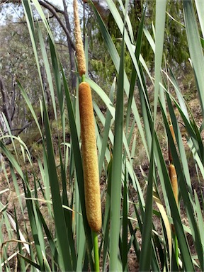 APII jpeg image of Typha orientalis  © contact APII