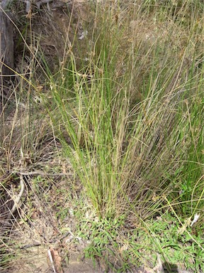 APII jpeg image of Juncus subsecundus  © contact APII