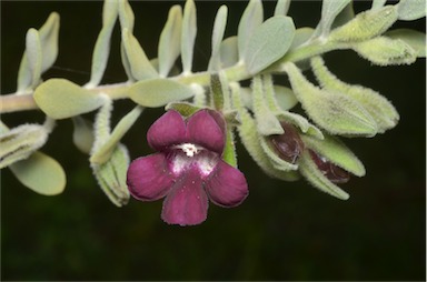 APII jpeg image of Eremophila muelleriana  © contact APII