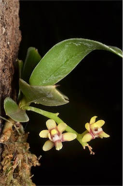 APII jpeg image of Sarcochilus hirticalcar  © contact APII