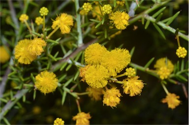 APII jpeg image of Acacia acuaria  © contact APII