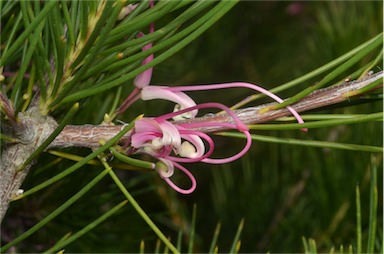 APII jpeg image of Hakea bakeriana  © contact APII