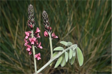 APII jpeg image of Indigofera basedowii  © contact APII