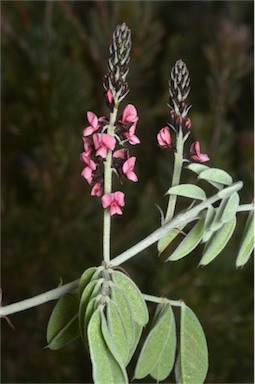 APII jpeg image of Indigofera basedowii  © contact APII