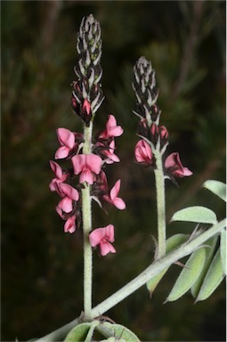 APII jpeg image of Indigofera basedowii  © contact APII